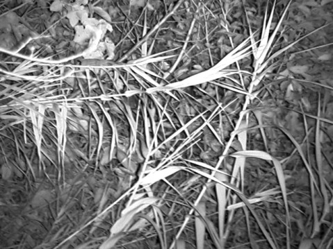 Bushnell_EquinoxZ_007